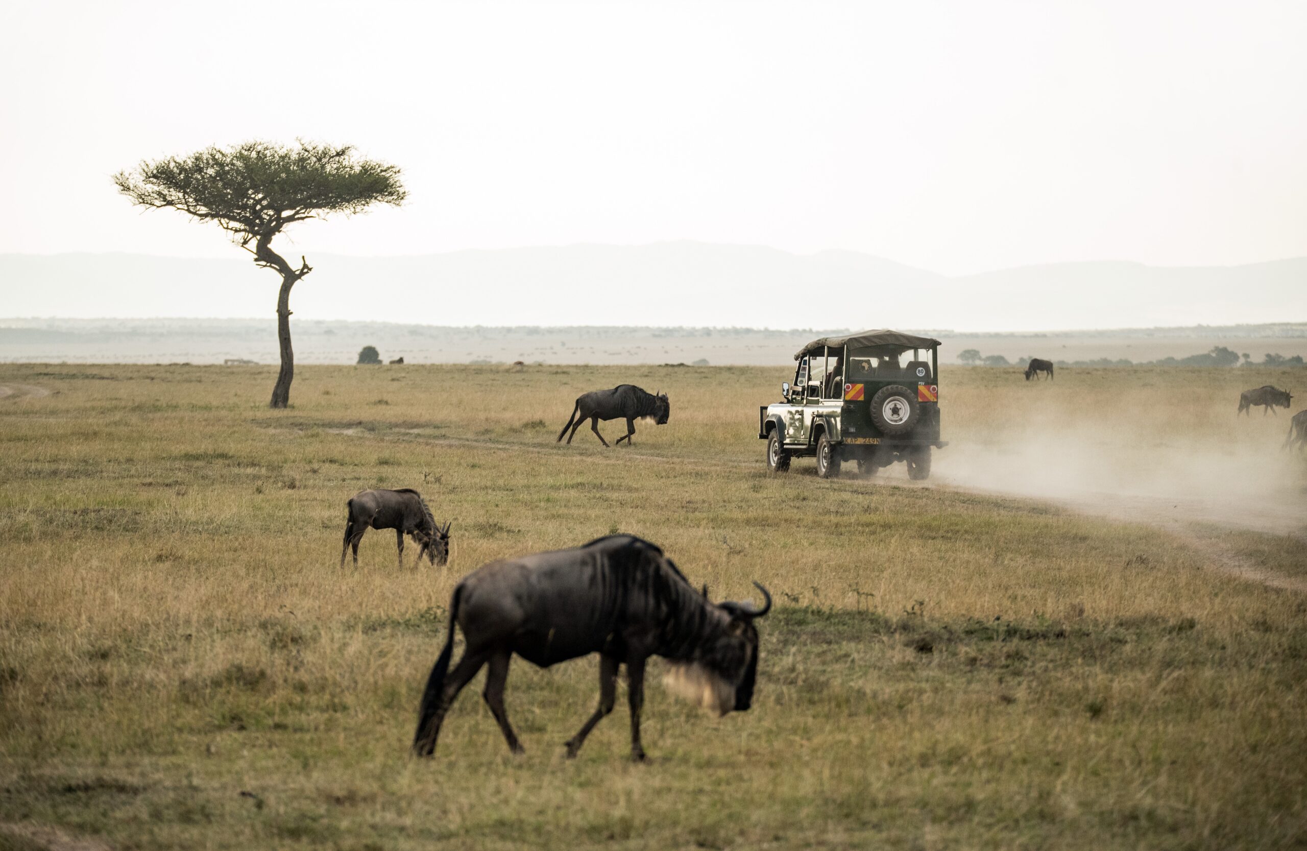 safari